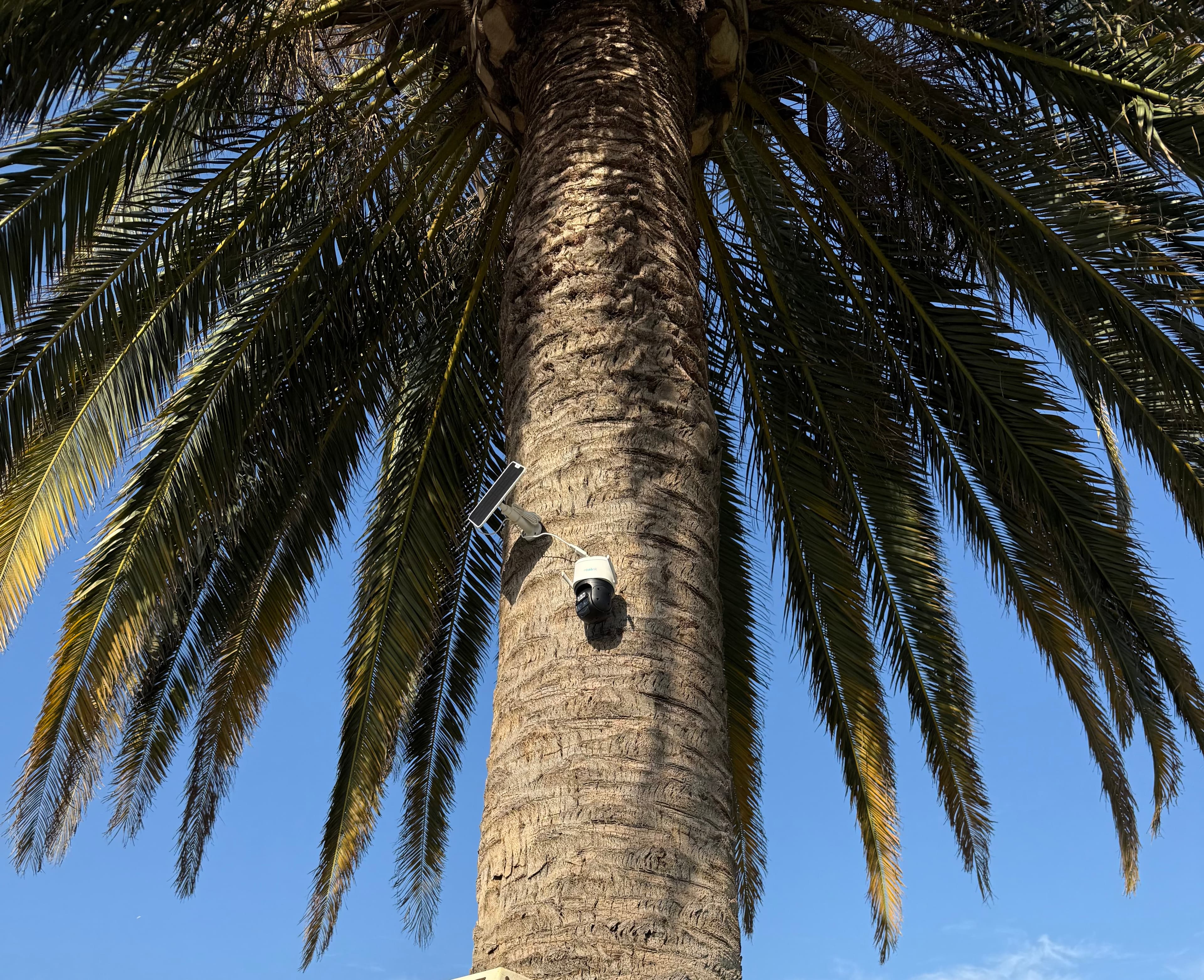 Solar-powered security camera mounted on a palm tree trunk against a clear blue sky.